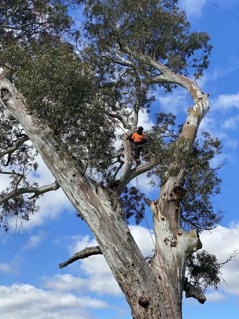 Tree Removal Ballarat